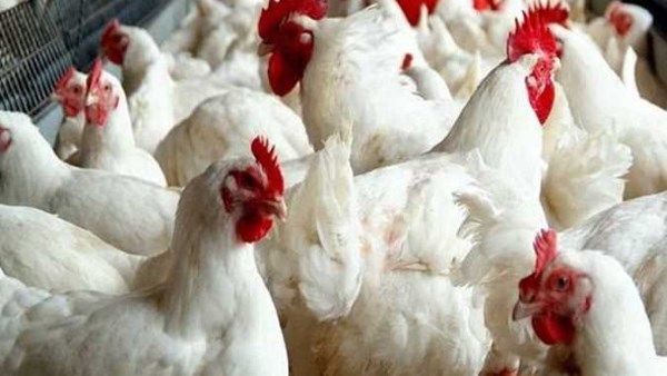 85 مليون دجاجة شهريًا.. هل يستوعب إنتاج مصر طرح الدواجن على بطاقات التموين؟