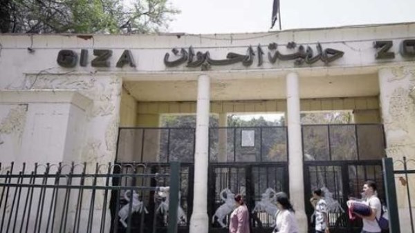 موعد افتتاح حديقة الحيوان بالجيزة بعد التطوير الشامل.. وحقيقة تغيير اسمها