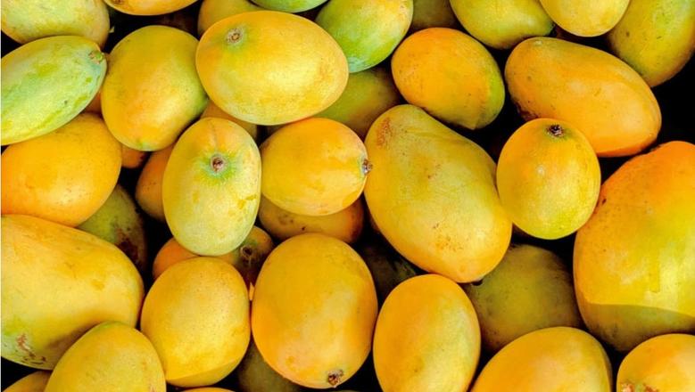 أسعار المانجو اليوم الأربعاء 12-8-2026 في سوق العبور.. الزبدية بـ45 جنيها