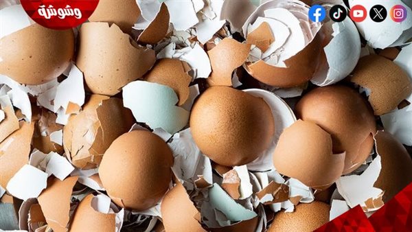 لماذا يُصنف قشر البيض كمنجم غني بالكالسيوم؟