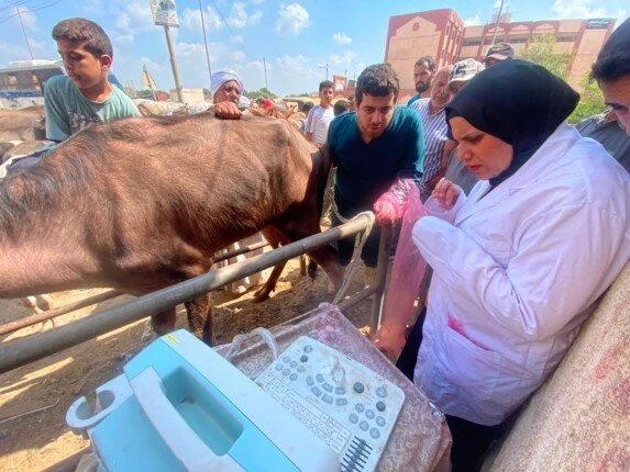 جامعة بنها تنظم قافلة بيطرية مجانية بقرية عرب العليقات بالخانكة – الأسبوع