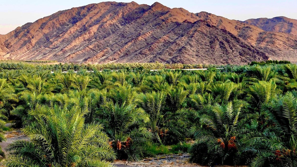 نمو قياسي للقطاع الزراعي في المدينة المنورة بدعم من صناعة وتصدير التمور