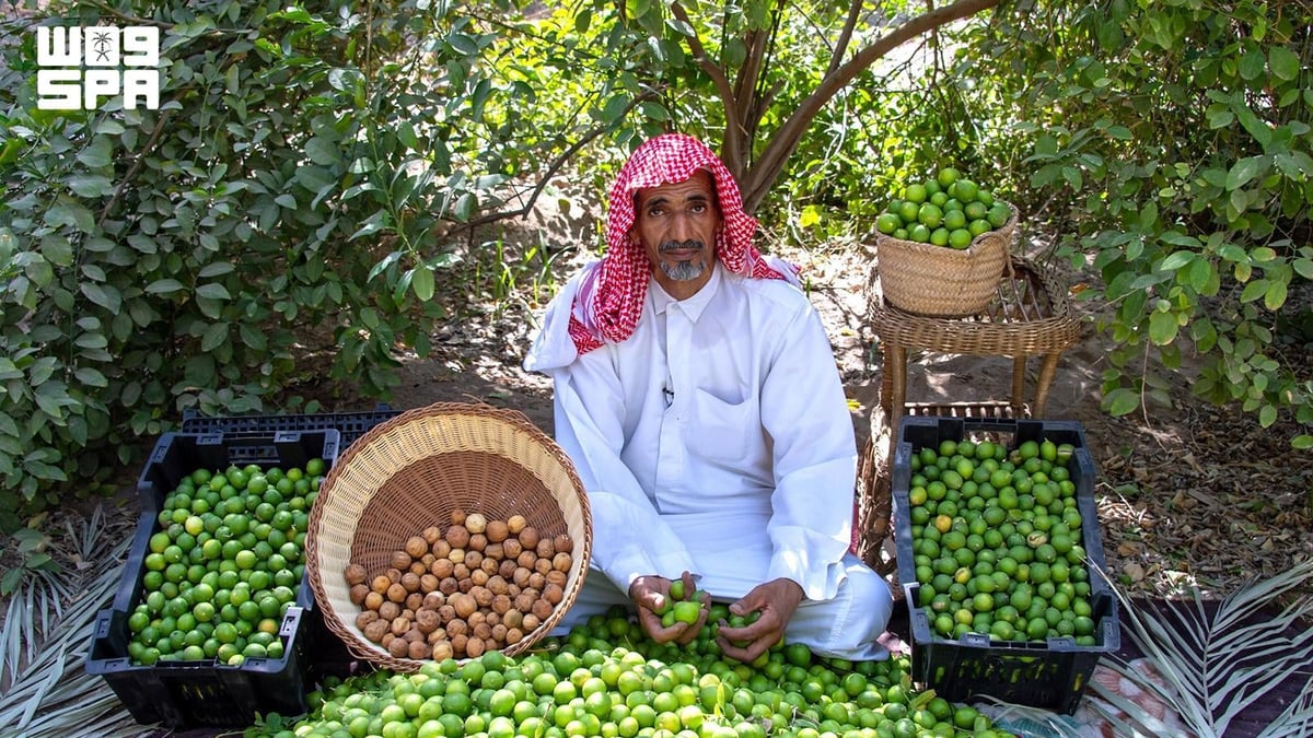 اللومي الحساوي يعزز حضوره في الأسواق المحلية والخليجية بمنتجات متنوعة