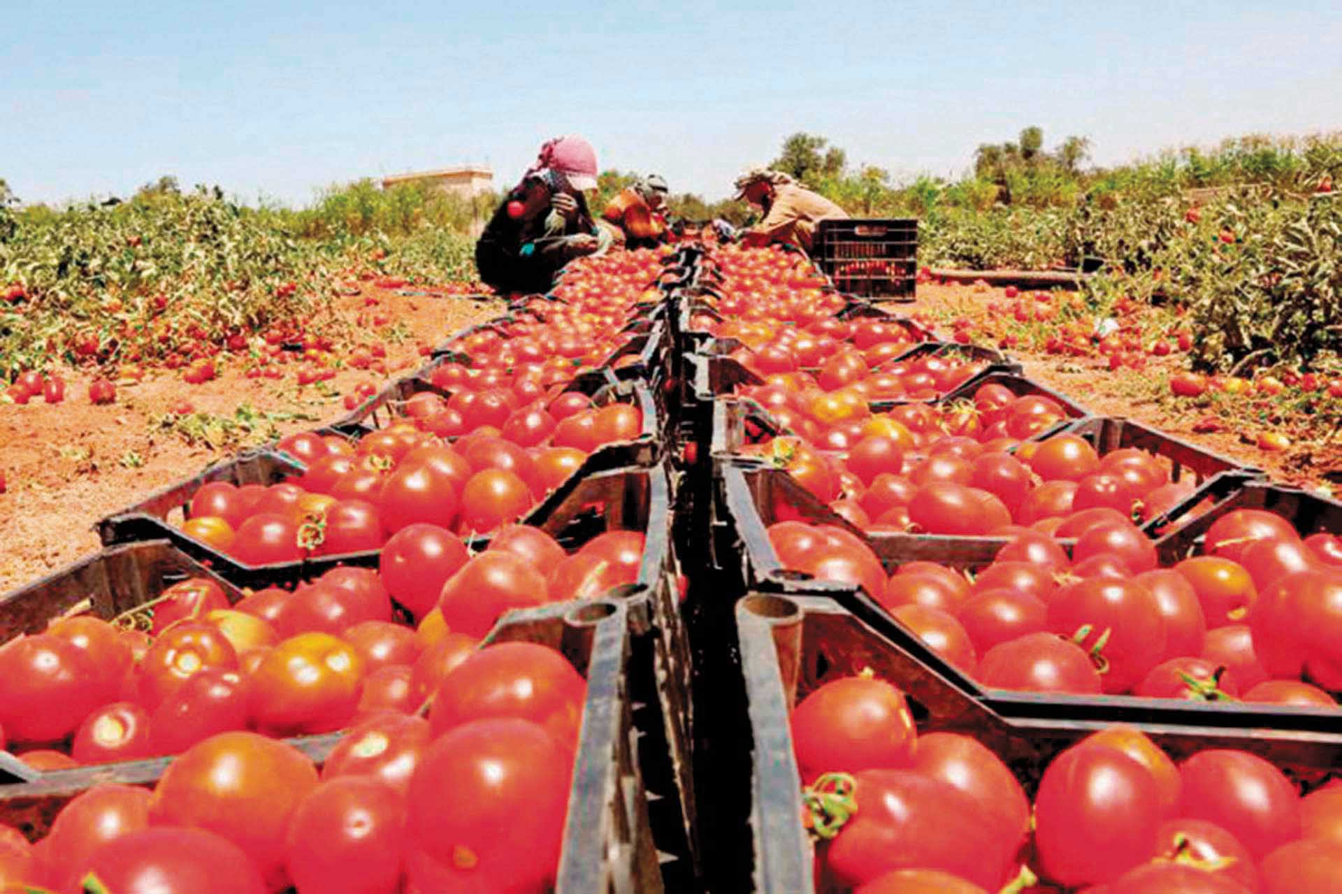 صعود طفيف في الطماطم .. أسعار الخضروات والفاكهة اليوم السبت 15-8-2026 -جريدة المال