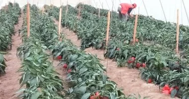 173.2 مليار جنيه استثمارات مستهدفة لأنشطة الزراعة والرى بخطة 2026/2027