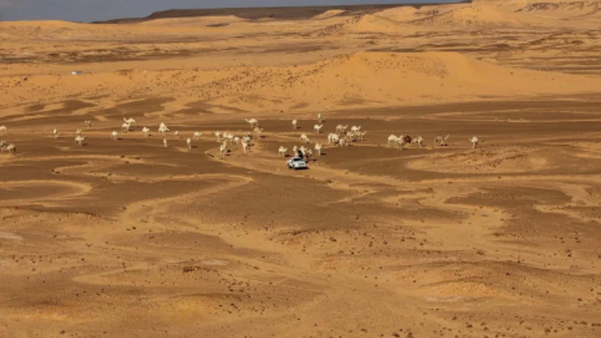 هيئة تطوير محمية الإمام تركي بن عبدالله الملكية تحذر من الرعي الجائر